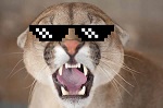 Avatar de Usuario