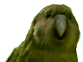 Avatar de Usuario